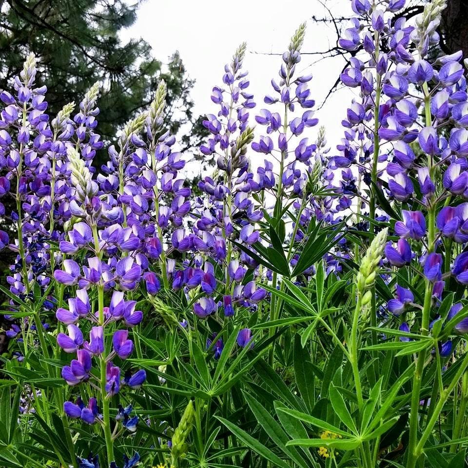 Lupine, just one of my favorites!